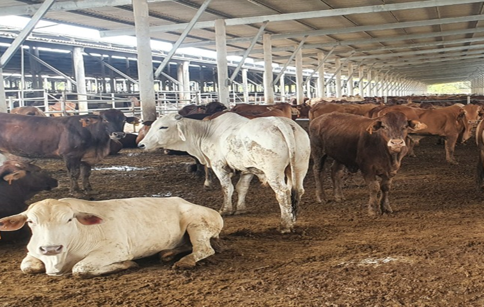 Thủ tục nhập khẩu động vật sống vào Việt Nam liệu có đơn giản ?